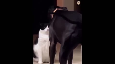 Funny Animal...