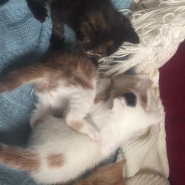 Sleepy Joe the kitten playing with his sister