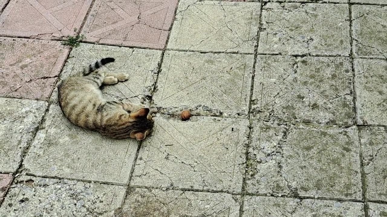 Cute kitten playing with nuts. This kitten is so cute.