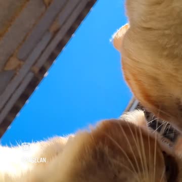 Two Cat Ready to Fight