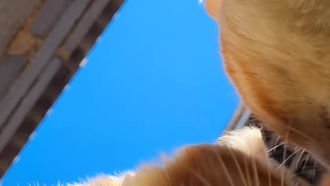 Two Cat Ready to Fight