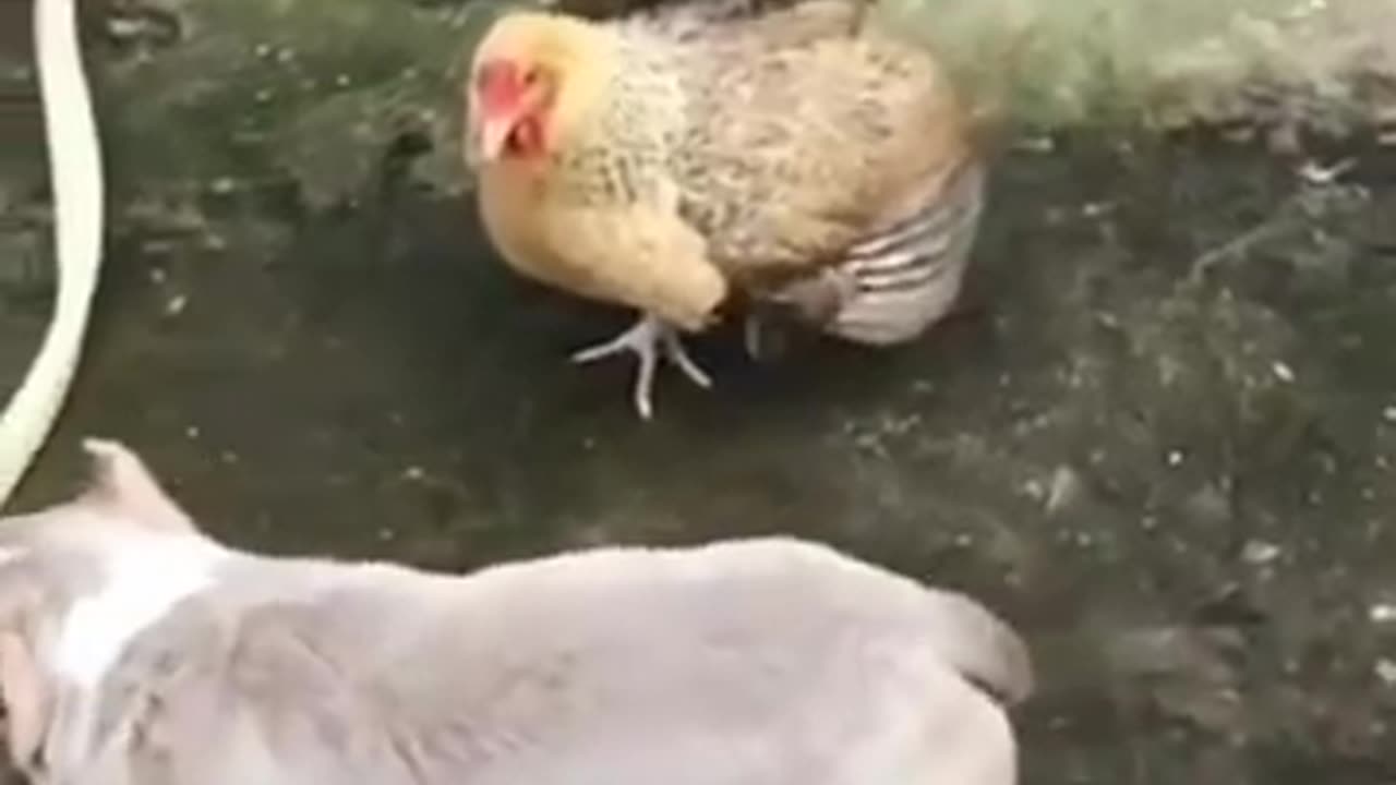 Dog vs chiken fight video