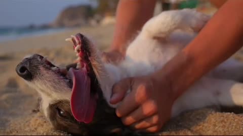 Funny dog 2023 video - funniest dog , pets video