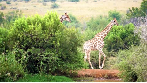 Giraffe