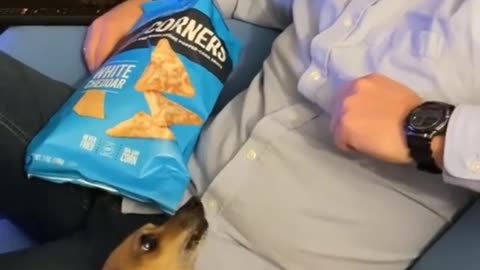 Dogs funny reaction 😂
