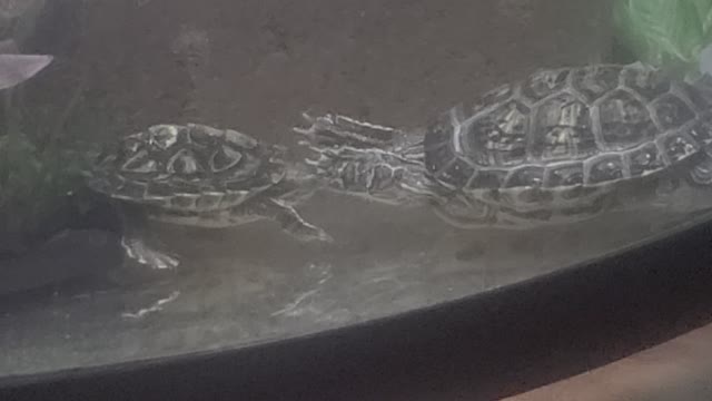 Turtles