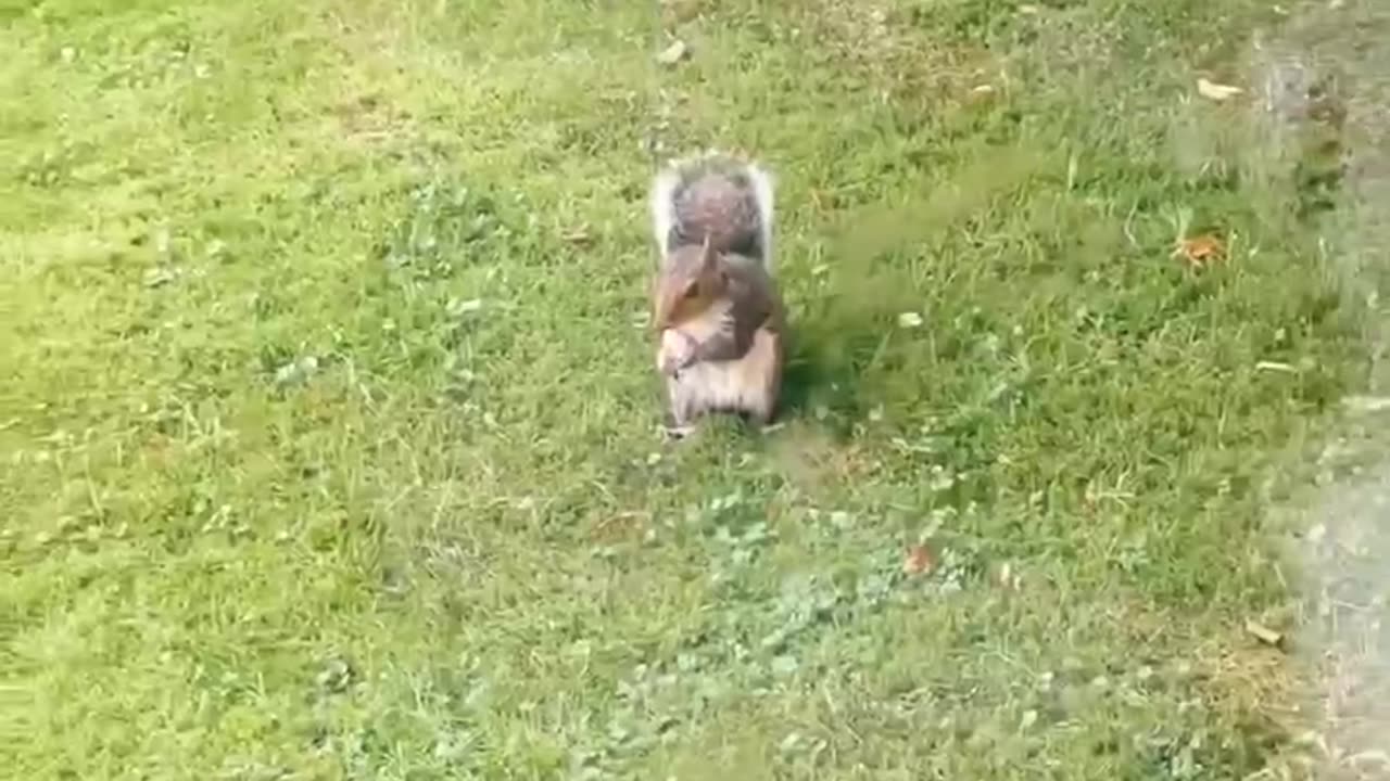 Animal (squirrel)eating bread