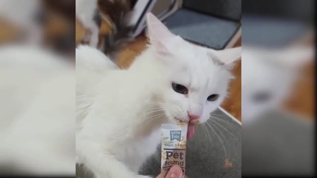 Funny and cute cat video