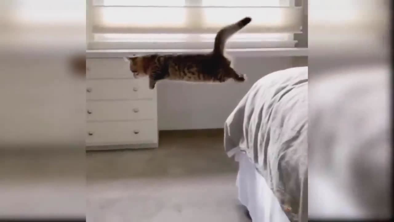 Funny Cat Video