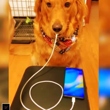 cute dogs videos \ snow dogs