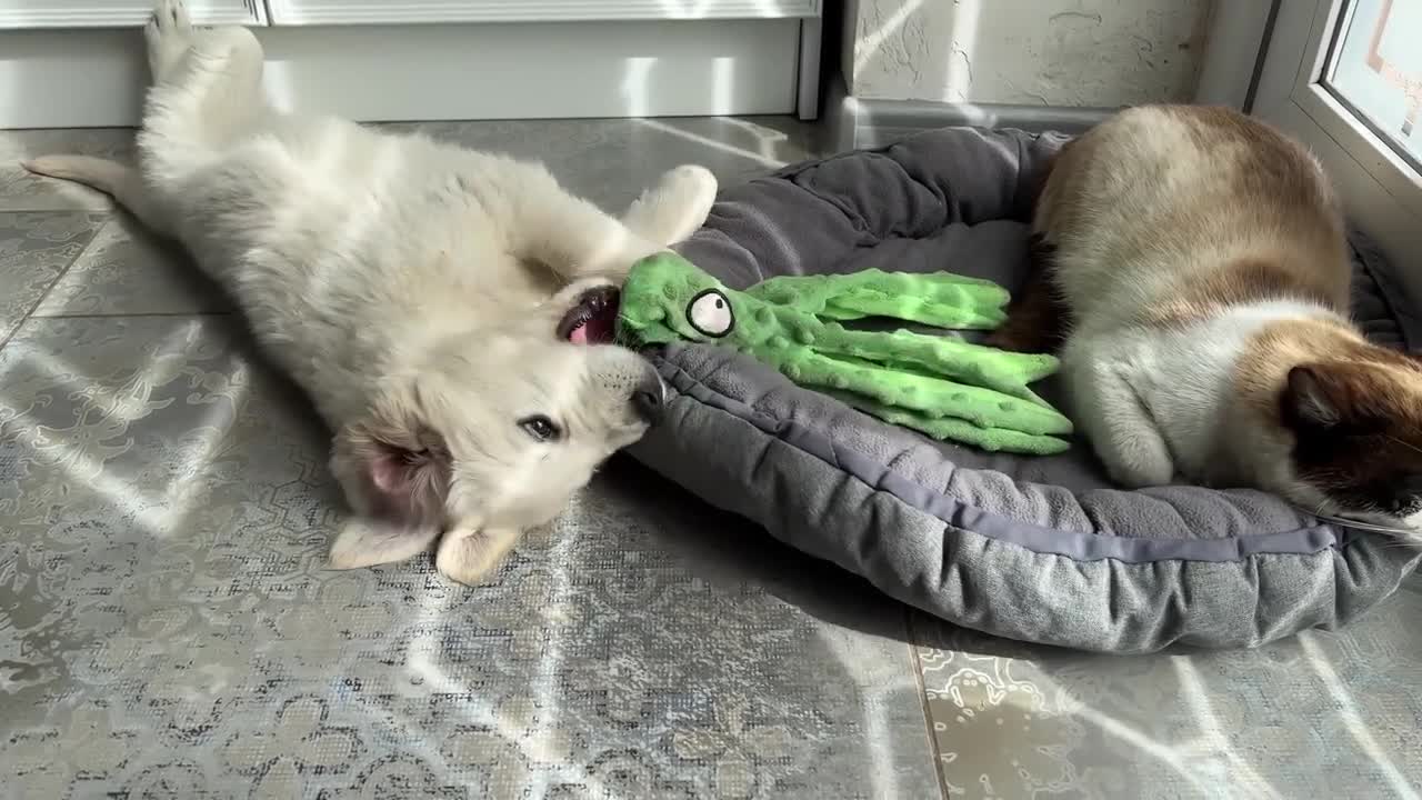 When the Cat Steals the Poor Puppy's Bed love
