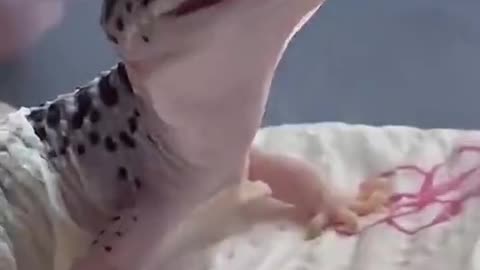 A gecko is molting, with the mouth to bite off