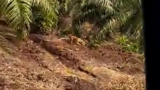 Sumatran tiger (amateur video)