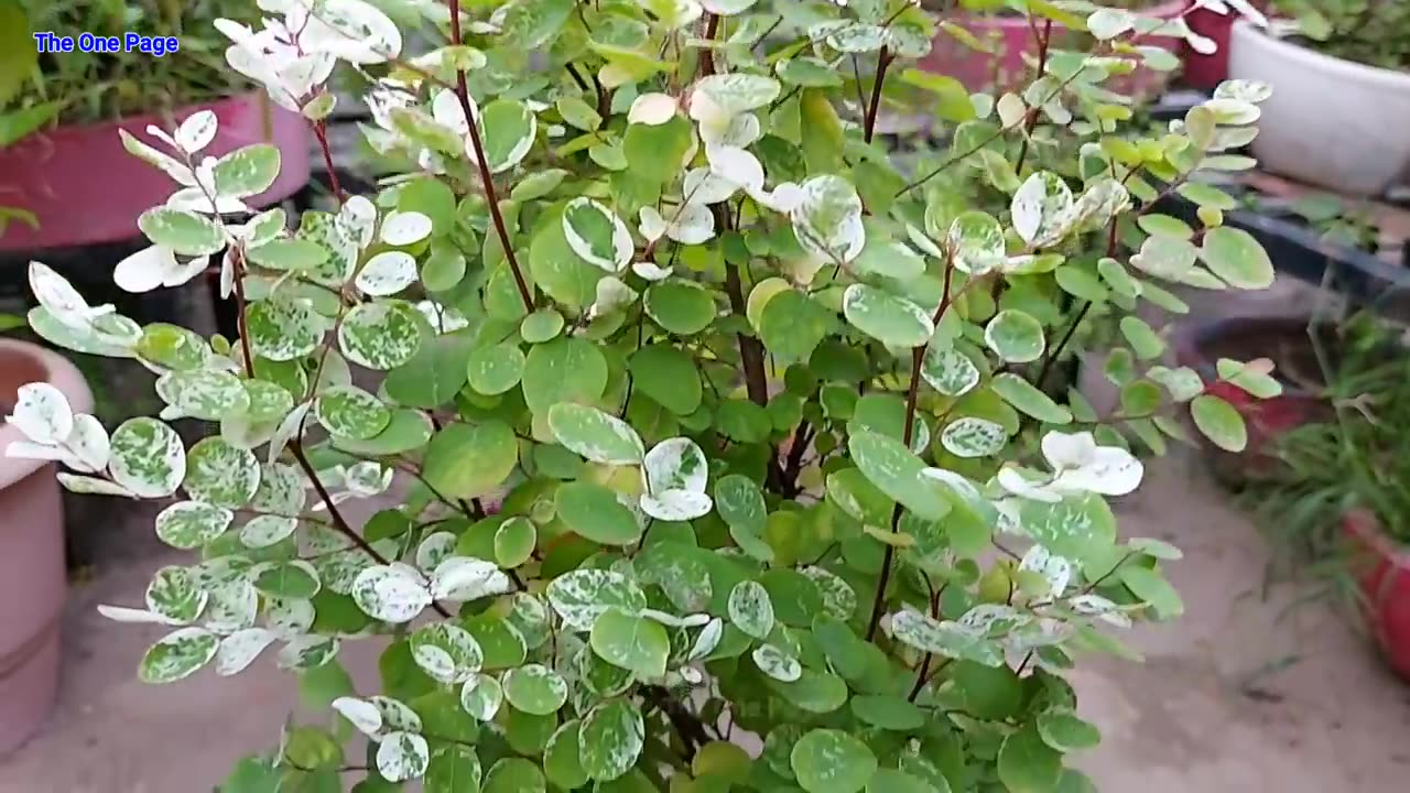 Top 8 Liquid Fertilizer for your Plants _ Garden.