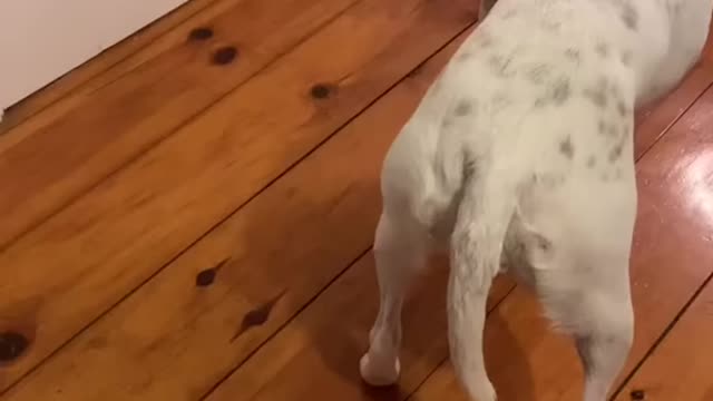 We'll Never Get Enough of This Cuteness | Cute Animals Compilation