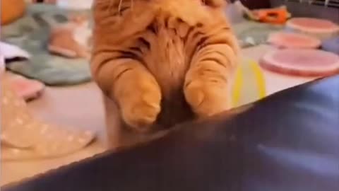 funny cats