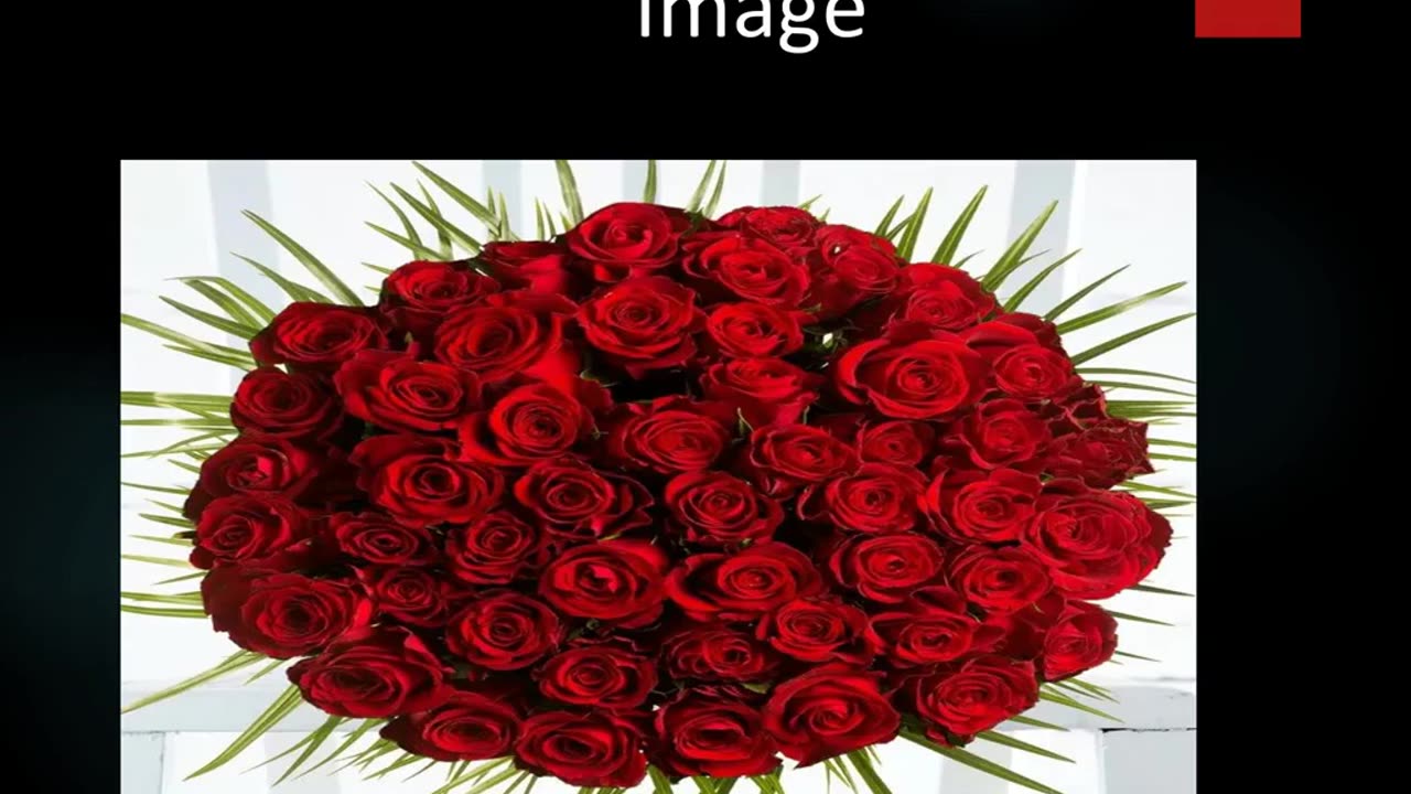 Best Luxury Roses in Old Toronto