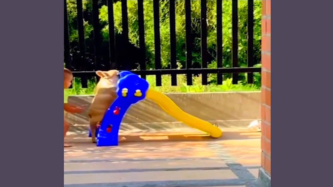 this dog just enjoy this super slide !!