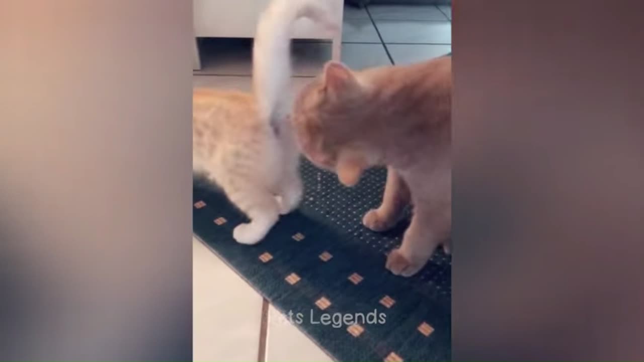 Funny Videos😂🐈🤣