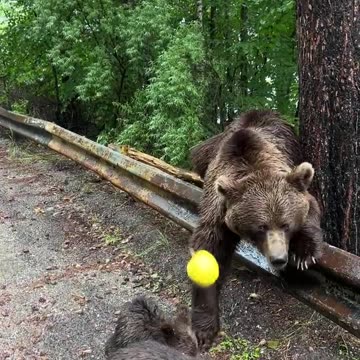Delightful Interaction With Bear and Cubs People,VIRAL,