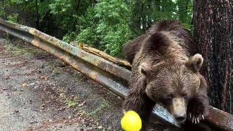 Delightful Interaction With Bear and Cubs People,VIRAL,