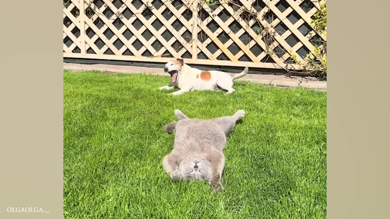 Best of the 2024 funny videos 😁😂