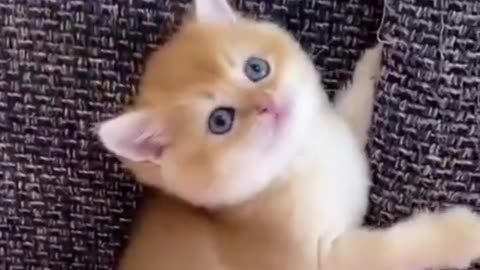 funniest animals 2024