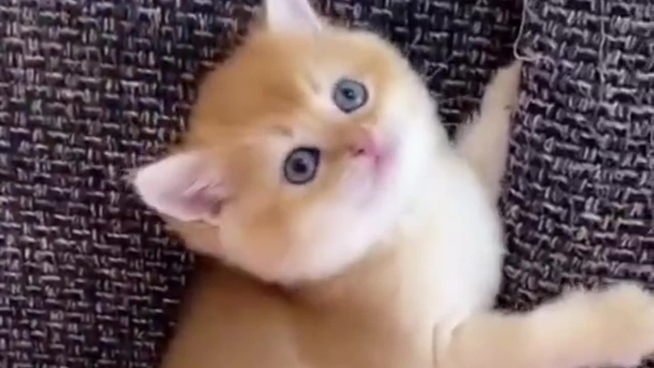 funniest animals 2024
