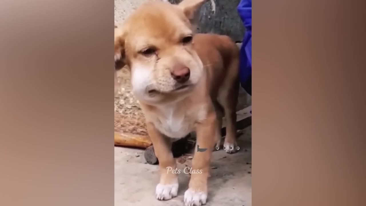 Funniest Animals 2023 Funny Dogs and Cats Videos 😺🐶
