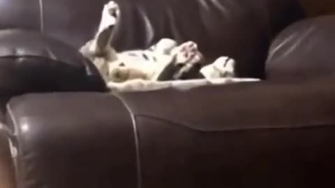 Funny Animals