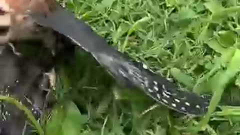 Castral falcon strikes an bird