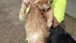 Maine Coon Cat IS BIG!