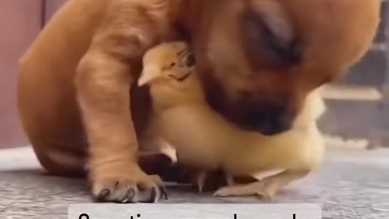 The hen is the father of all...