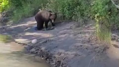 Crazy Bear encounter at beautiful lake