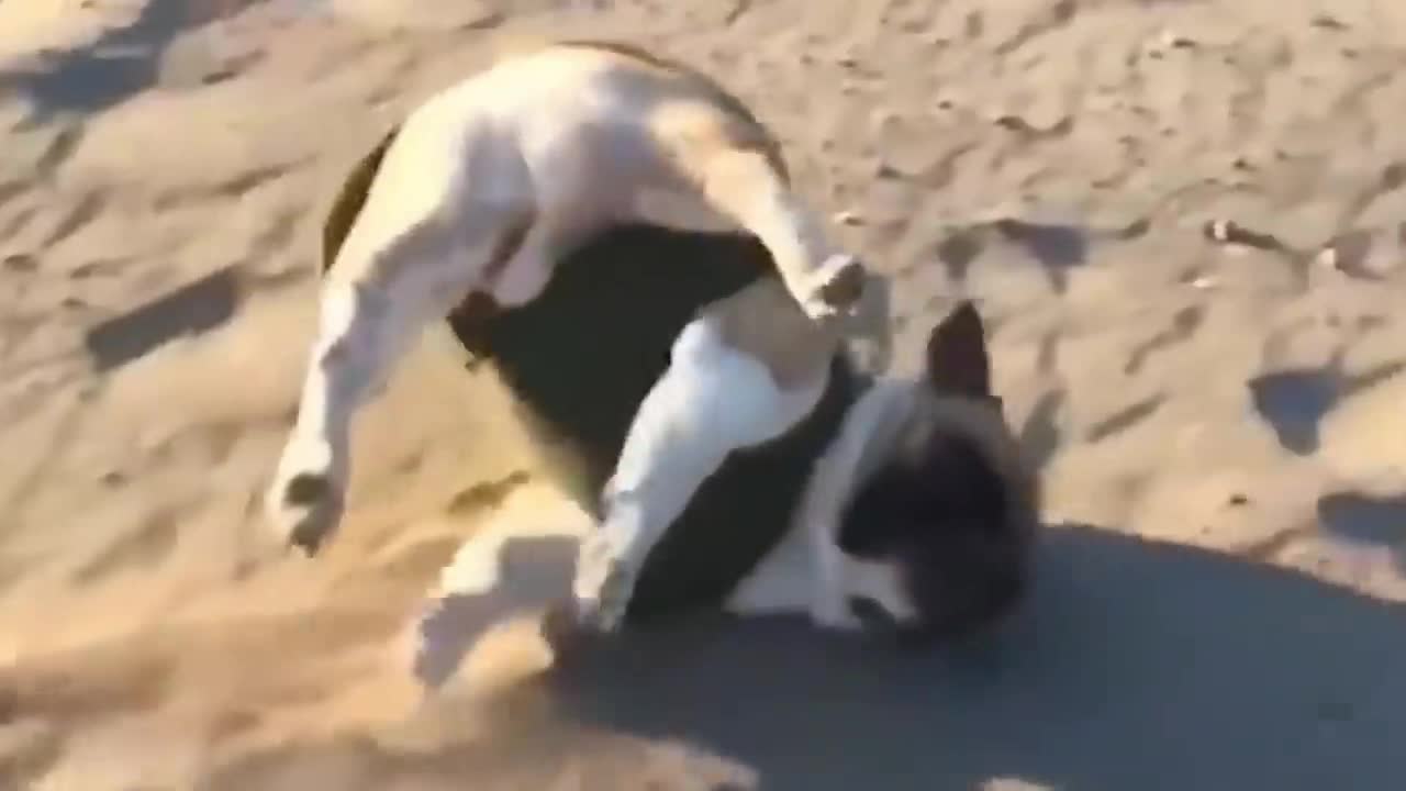 DRAMATIC PUG FALL