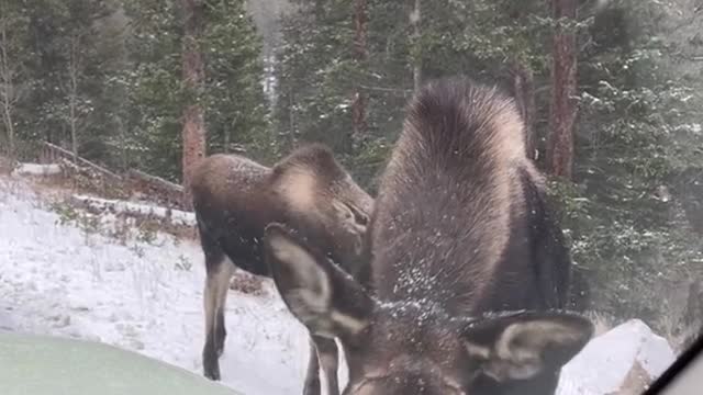 PSA moose are very dangerous