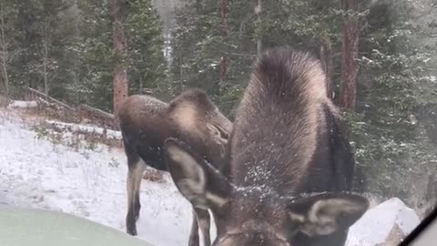 PSA moose are very dangerous