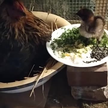 Restaurant - a little chicken and his mother ;-)