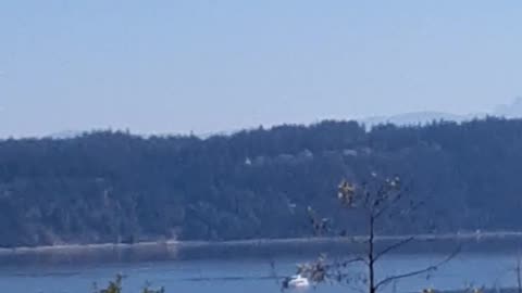 Continued part 3 orca network boat whale watching,puget sound,