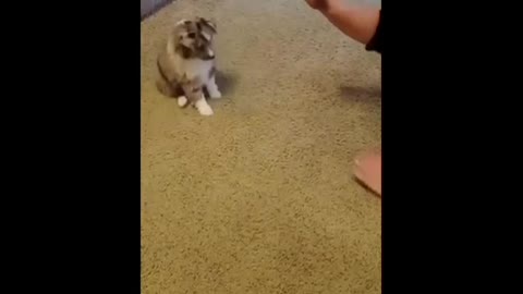 Cute Puppy Play