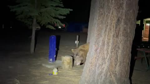 Black Bear Gets to Keep Bread