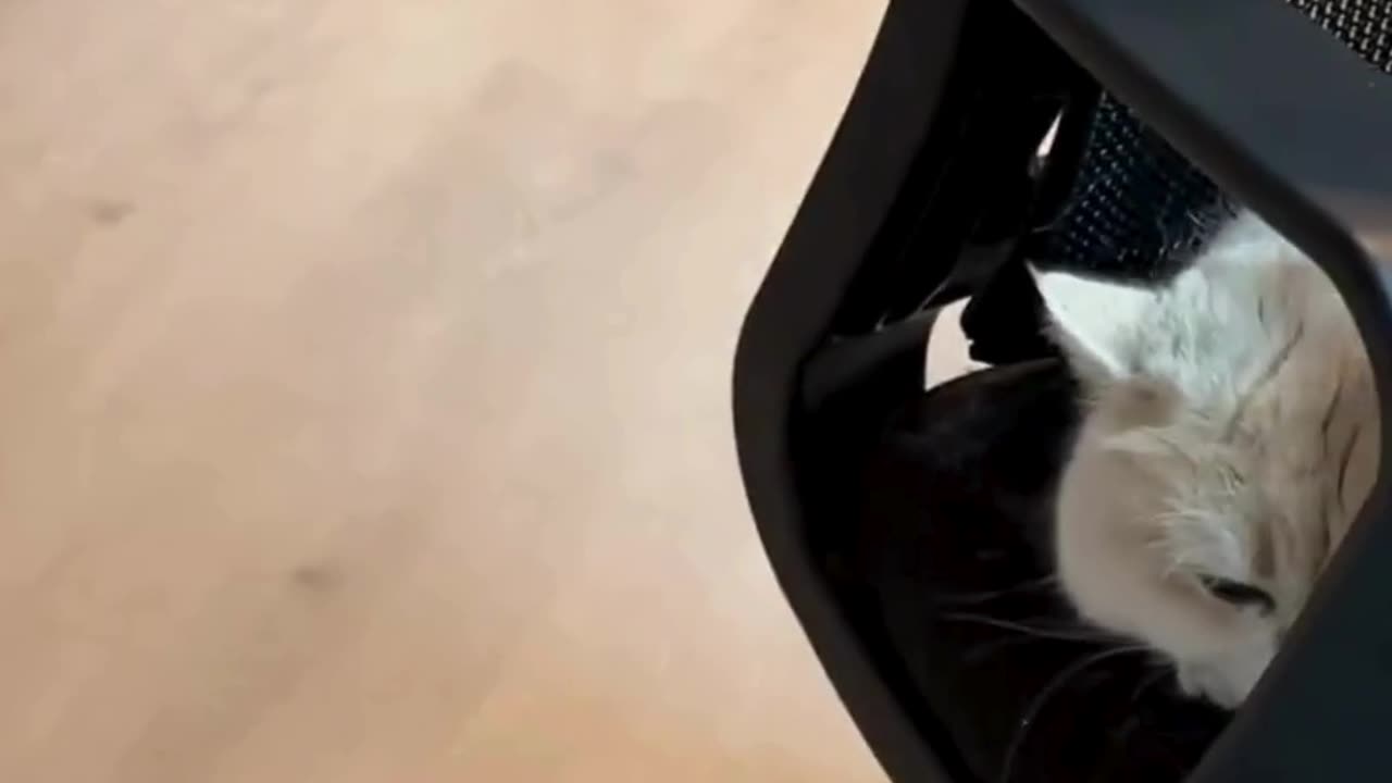 Cute And Funny Cats 😍😍😅😅 #viral #shorts #reels #cat #cats #pets #catsshare