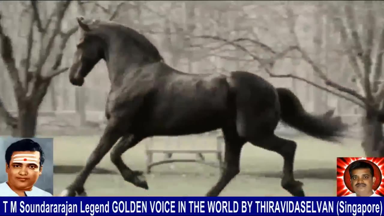 Old Is Gold (evergreen) T M Soundararajan Legend Vol 235 Horse Song 8