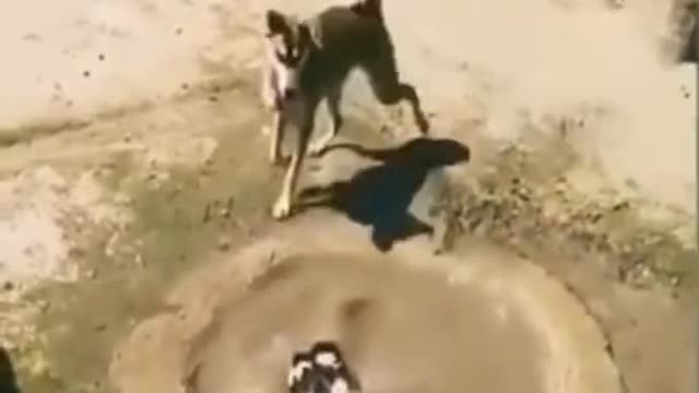 Dog's funny rescue