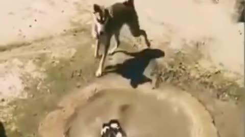 Dog's funny rescue