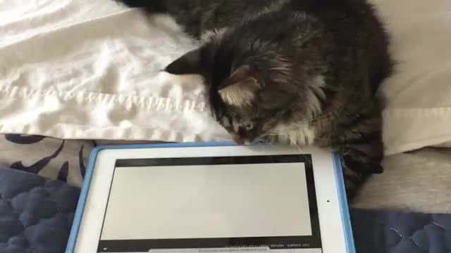 Cat using an IPad