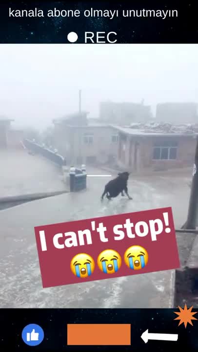 funny cow, funny animals tiktok