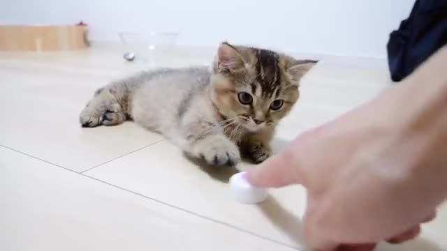 Kitten Kiki vs PET bottle cap!