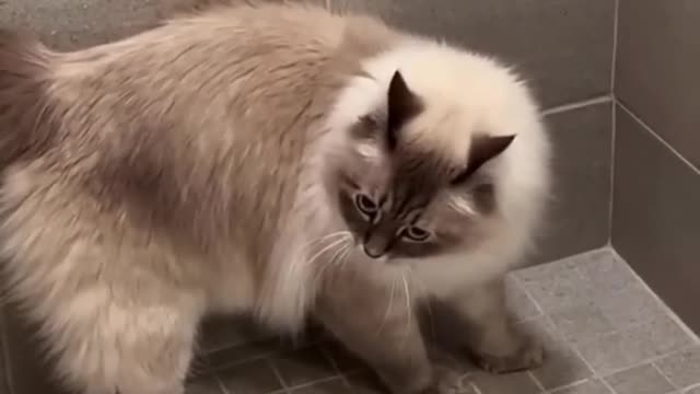 Cute Cats😹Funny Fail ops Moments Viral Clips