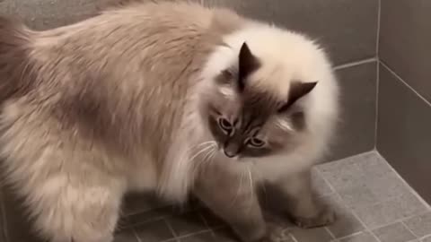 Cute Cats😹Funny Fail ops Moments Viral Clips